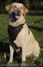 Strapazierfähiges Brustgeschirr für große Hunde in Braun_3