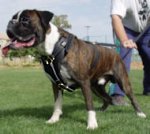 Deutscher Boxer Edles Hundegeschirr Leder