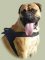 Bullmastiff K9 Hundegeschirr