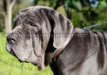 Hundehalsband Leder mit Bemalung für Mastino Napoletano