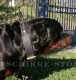 Hundehalsband Leder mit bequemem Handgriff für Rottweiler