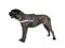 Cane Corso Reflektierendes Allwetter-hundegeschirr