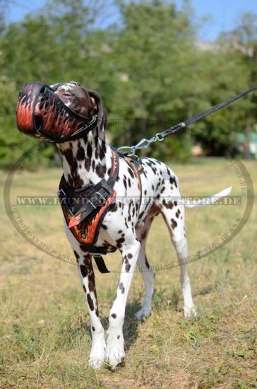 Dog Harness Leather for Dalmatian | Harness Design Flame