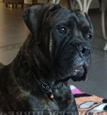 Herm Sprenger Hundekette für Bullmastiff
