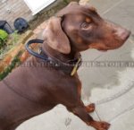 K9 Halsband mit Haltegriff für Dobermann Hund
