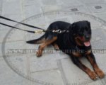 Verstellbare Führleine aus Leder für Rottweiler Hund_0