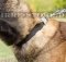 Nylonhalsband mit Schnellverschluß für Malinois bestellen