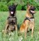 Hundegeschirr Leder Malinois | Gepolstertes Zuggeschirr ➎➎