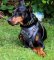 Dobermann Geschirr Leder für Hundesport und Alltag