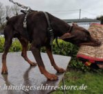 Leder Hundegeschirr für Dobermann, sicher und bequem_0