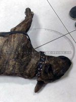 Collars with bronze-pated stars and rivets Vintage Design_3