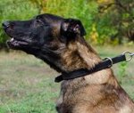 Zughalsband Leder für Malinois Beste Erziehung Ⓜ