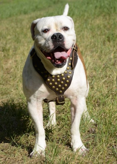 American Bulldog Hundegeschirr Leder mit schönen Nieten