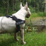 Neues Hundegeschirr aus Nylon K9 für Bullterrier_1