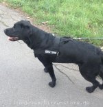 Hundegeschirr aus Nylon für Labrador-Aktivitäten_2