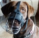Labrador Draht Beißkorb mit Stirnriemen_0