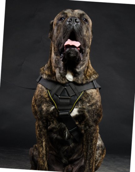 Dog Harness Nylon for Cane Corso | Dog Sport Harness