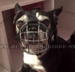Metall Maulkorb für Boston Terrier gegen Vergiftung