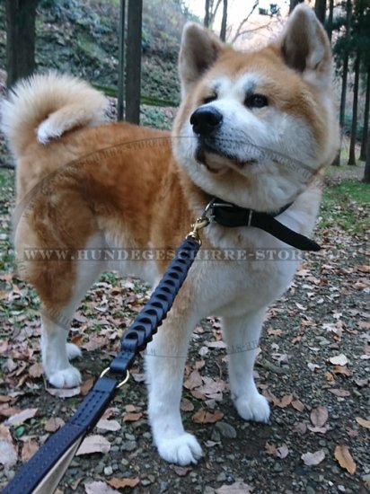 Akita Inu Premium Hundeleine, breit