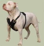 Hundegeschirr aus Leder für American Bulldog, handgemachte