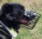 Metal Muzzle for Border Collie with Rubber for Frost und Heat