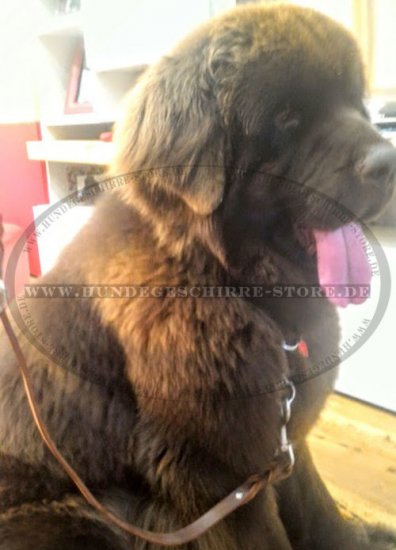 Geflochtene Hundeleine für großen Hund Neufundland