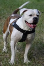 Hundegeschirr Nylon K9 mit Logos für Amerikanische Bulldogge_0