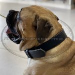 Lederhalsband mit Messing Schnalle für Bullmastiff Trainings und Erziehung_0