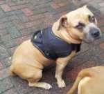 K9 Geschirr Nylon für Staffordshire Bullterrier, Amstaff_0