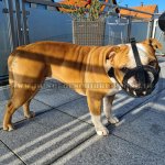 Continental Bulldog Hundemaulkor Echtleder mit Filz-Polsterung für Alltag_3