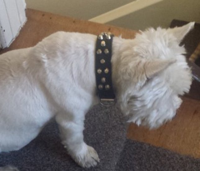 Leder Hundehalsband für Westie, Pyramiden-Dekor