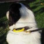 Allwetter Hundhalsband aus Nylon mit Griff und Klickverschluss_1