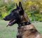 Nylon Hundehalsband für Malinois mit silber Concho