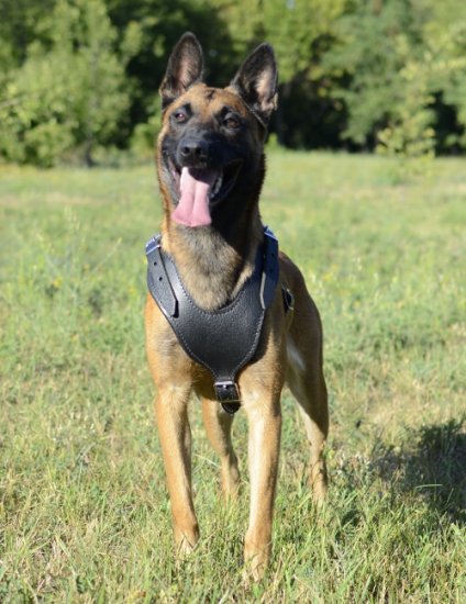 Hundegeschirr Leder gepolstert für Malinois, Hundmantrailing