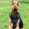 Airedale Terrier Hundegeschirr Leder Haltbarkeit