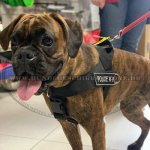 Hundegeschirr Nylon mit Klettlogos für Deutschen Boxer_1