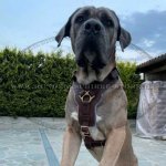Cane Corso edles gepolstertes Hundegeschirr, Leder_3