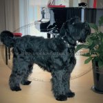 hundehalsbänder nylon mit silber concho_2