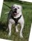Hundegeschirr Leder für Amerikanische Bulldogge Mantrailing