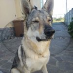 Herm Sprenger Curogan Fur Saver Dog Collar 51604 (67)_2