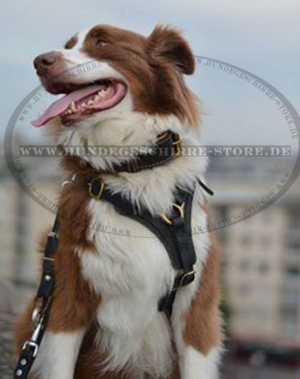 Hundegeschirr aus Leder für Australischen Schäferhund, solid