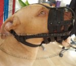 Leichter Hundemaulkorb für Pitbull, gepolstert