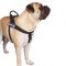 Neues Allwetter-Hundegeschirr aus Nylon K9, Bullmastiff
