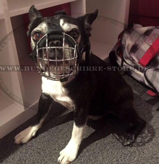 Metall Maulkorb für Boston Terrier gegen Vergiftung