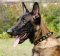 Leder Nietenhalsband für Malinois Messing-Nieten NEW