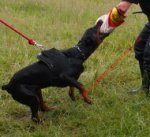 Dobermann Powertraininggeschirr Nylon mit Griff ➎