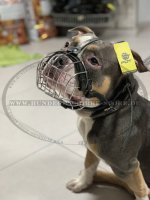 Drahtmaulkorb für American Bully bequem und leicht_2