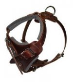 Hetzgeschirr aus Leder gepolstert_0