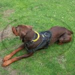 Hundegeschirr aus Nylon für Dobermann, wasserdicht und praktisc_1