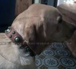 Stilvolles Lederhalsband \"Sophisticated Glamor\" für Labrador_0